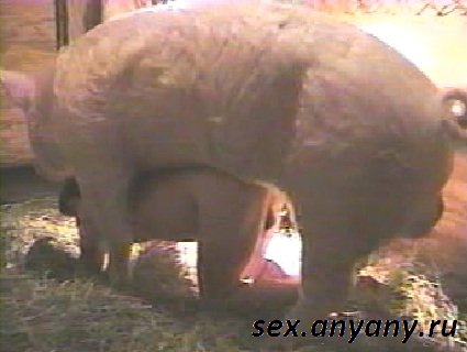 скачать порно с животными